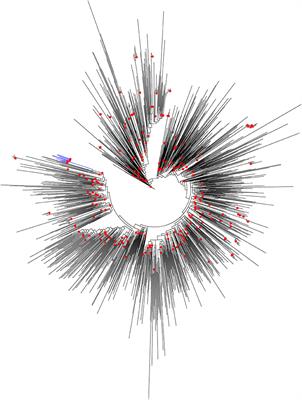 Exploring the Evolutionary History and Phylodynamics of Human Immunodeficiency Virus Type 1 Outbreak From Unnao, India Using Phylogenetic Approach